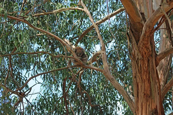 Koala Sleeping Eucalyptus Tree Kennett River Victoria Australia — Stock Photo, Image