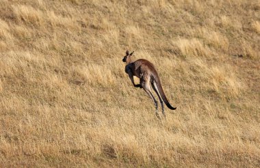 Kangurular kaçar - Victoria, Avustralya