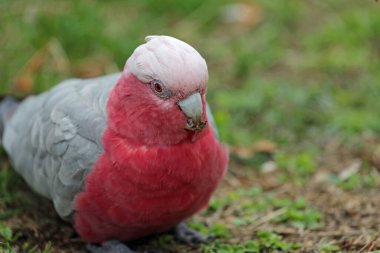 Galah yiyor - Victoria, Avustralya