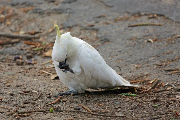 含硫的鹦鹉食 澳大利亚维多利亚 — 图库照片