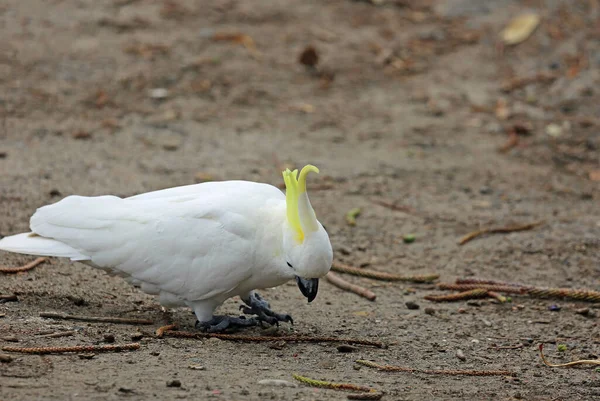 Cacatua Com Crista Enxofre Procura Comida Victoria Austrália — Fotografia de Stock