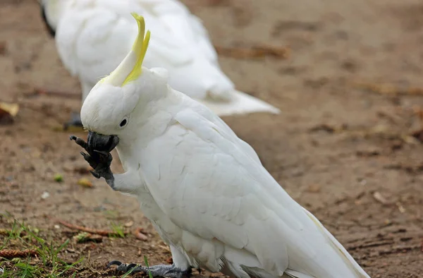 Cacatua Crestato Zolfo Mangiare Vicino Victoria Australia — Foto Stock