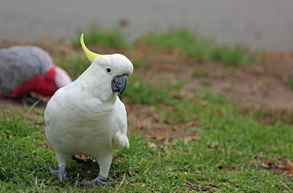 Sülfür Armalı Papağan Victoria Avustralya — Stok fotoğraf