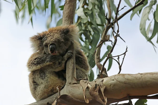 Flauschige Koala Kennett River Victoria Australien — Stockfoto