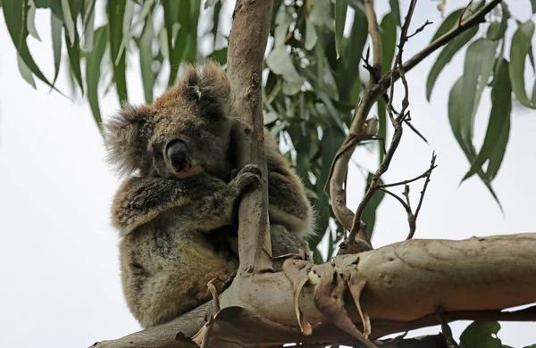 Niedlicher Koala Auf Dem Ast Kennett River Victoria Australien — Stockfoto