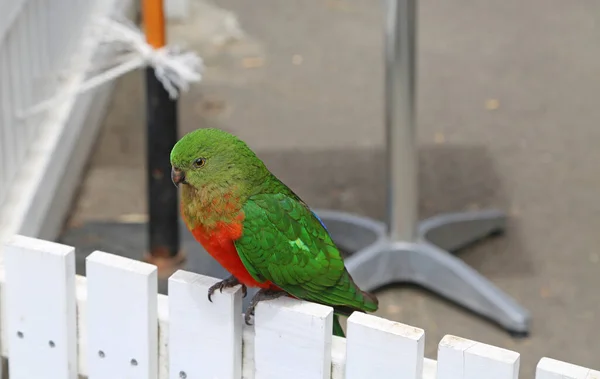 Pappagallo Reale Australiano Verde Sulla Recinzione Victoria Australia — Foto Stock