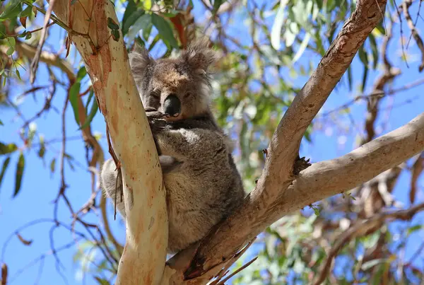 Australian Koala Kennett River Victoria Australia — Stock Photo, Image