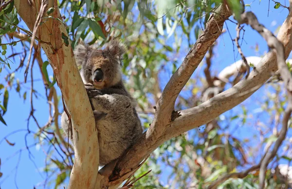 Young Koala Kennett River Victoria Australia — Stock Photo, Image