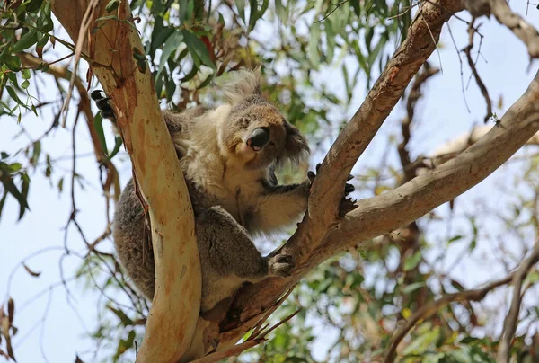 Posing Koala Kennett River Victoria Australia — Stock Photo, Image