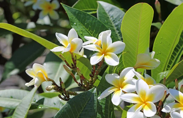 Plumeria Amarilla Blanca Australia —  Fotos de Stock