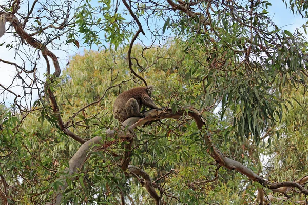 Koala Climbing Branch Kennett River Victoria Australia Royalty Free Stock Images