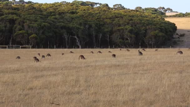 Canguru Selvagem Victoria Austrália — Vídeo de Stock