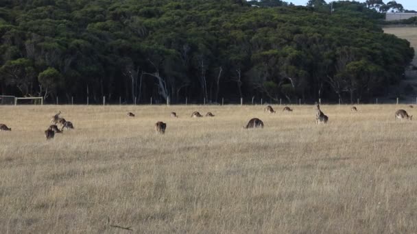 Kangaroo Grazing Victoria Australia — Stock Video