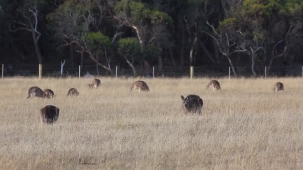 Canguro Canguros Salvajes Victoria Australia — Vídeos de Stock
