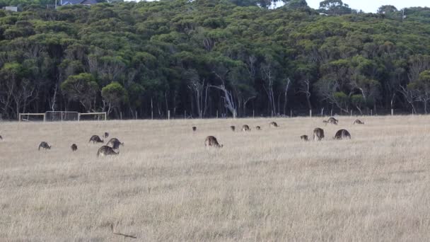 Känguruherde Victoria Australien — Stockvideo