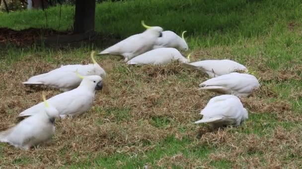 Zwavelkuifkaketoe Victoria Australië — Stockvideo