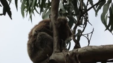 Kennett Nehri, Victoria, Avustralya dalında uyuyan Koala.