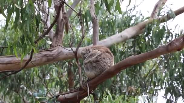 Спящая Коала Эвкалиптовом Дереве Река Кеннетт Виктория Австралия — стоковое видео