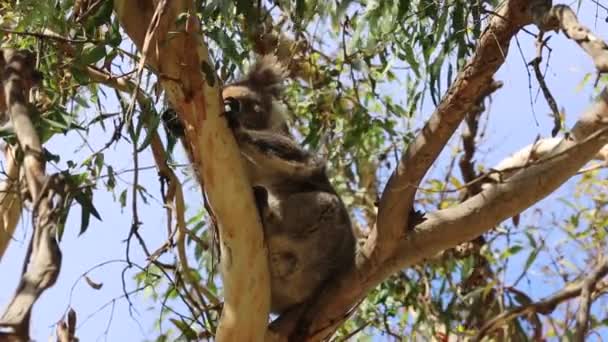 Koala Kazı Kennett Nehri Victoria Avustralya — Stok video