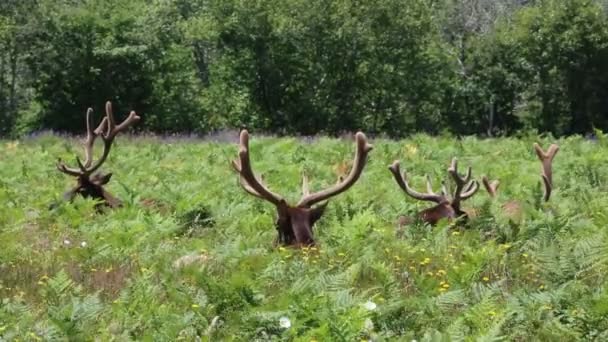 Wild Elk Resting Redwood National Park California — Stock Video