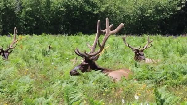 Wild Elk Redwood National Park California — Stock Video