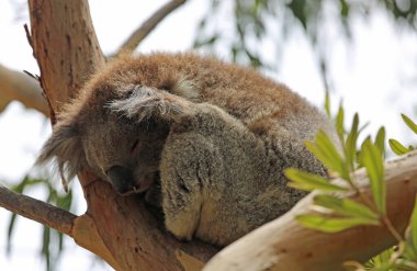 Şirin Koala uyuyor - Kennett Nehri, Victoria, Avustralya
