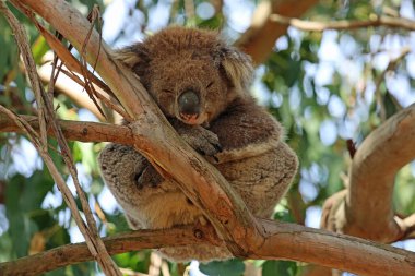 Koala yakın - Kennett Nehri, Victoria, Avustralya