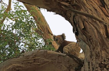 Ağızda okaliptüs yaprakları olan Koala - Kennett Nehri, Victoria, Avustralya