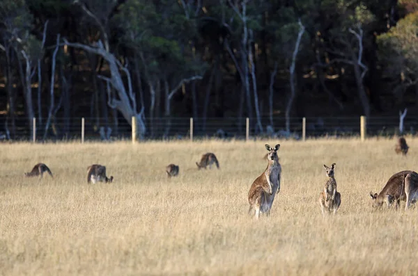 Familia Canguro Victoria Australia — Foto de Stock