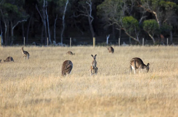 Kangaroo Grazing Victoria Australia — Stock Photo, Image