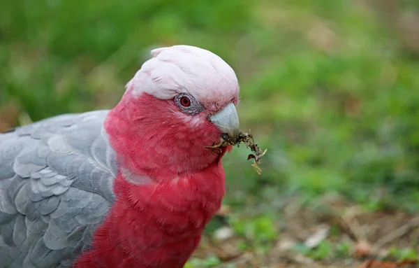 Cacatua Con Cresta Zolfo Cerca Cibo Victoria Australia — Foto Stock