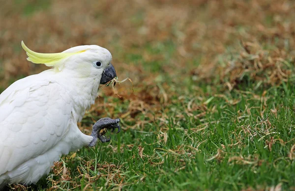 澳大利亚维多利亚 一只长有青草的硫磺冠状鹦鹉 — 图库照片