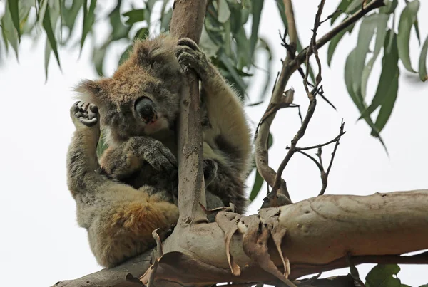 Koala Drapanie Kennett River Victoria Australia — Zdjęcie stockowe