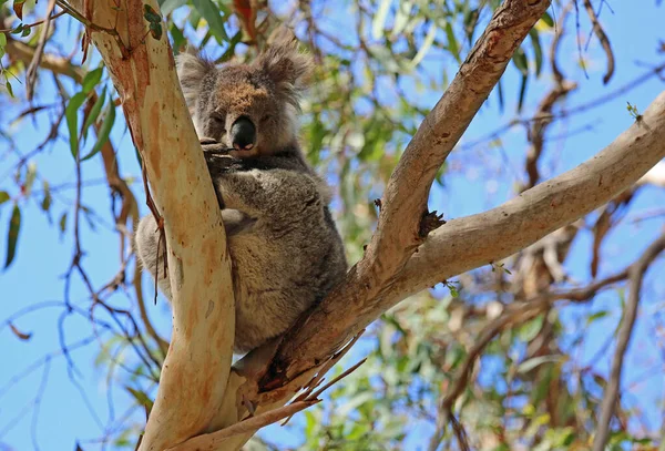 Koala Branch Kennett River Victoria Australia — Stock Photo, Image