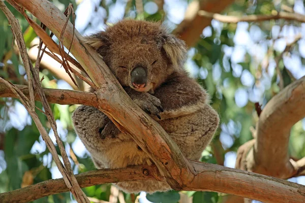 Koala Close Kennett River Victoria Austrália — Fotografia de Stock