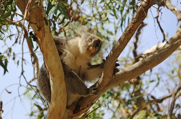 Koala Engraçado Rio Kennett Victoria Austrália — Fotografia de Stock