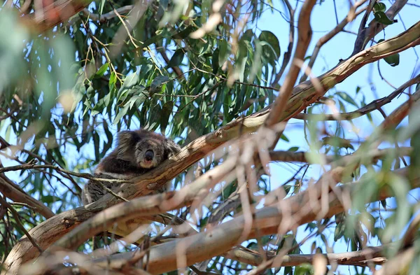 Koala Hidden Eucalyptus Tree Kennett River Victoria Australia — Stock Photo, Image