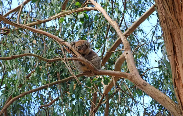 Koala Eukalyptus Träd Kennett River Victoria Australien — Stockfoto