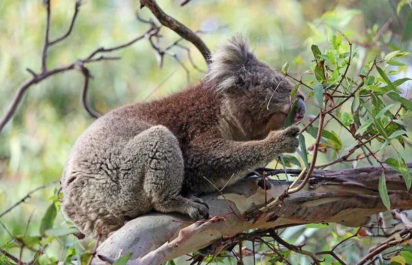 Koala Eating Kennett River Victoria Australia — Zdjęcie stockowe