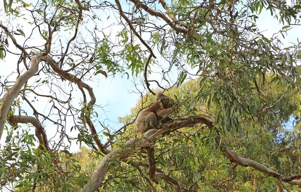 Koala Eucalyptus Tree Eating Kennett River Victoria Australia Royalty Free Stock Images