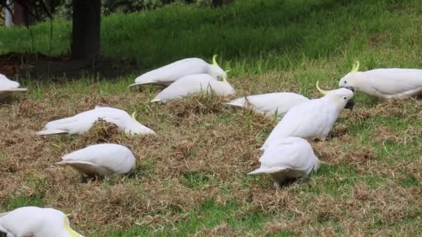 Zwavelkuifkaketoe Victoria Australië — Stockvideo