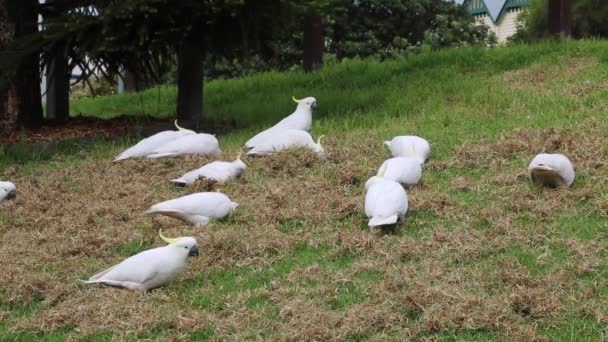 Zwavelkuifkaketoe Het Park Victoria Australië — Stockvideo