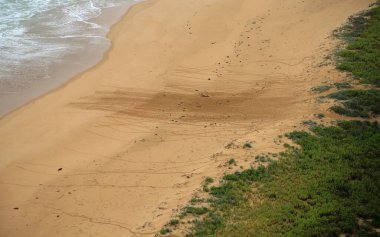 Penguen sahilde izler - 12 Havari, Victoria, Avustralya