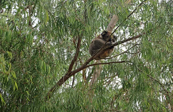 Koala Sleeping Eucalyptus Tree Kennett River Victoria Australia — Stock Photo, Image