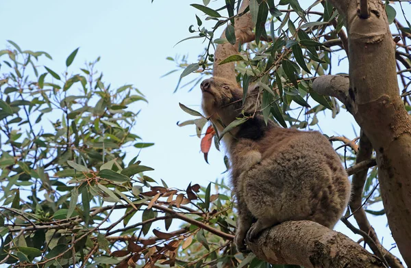 Koala Titta Kennett River Victoria Australien — Stockfoto