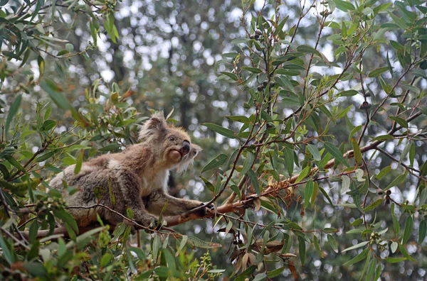 Koala Wspinaczka Gałęzi Kennett River Victoria Australia — Zdjęcie stockowe