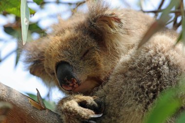 Koala yakında uyuyor - Kennett Nehri, Victoria, Avustralya