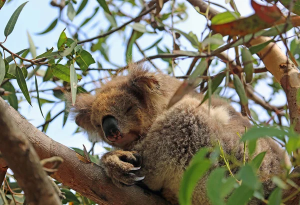 Schlafen Zwischen Eukalyptusblättern Koala Kennett River Victoria Australien — Stockfoto