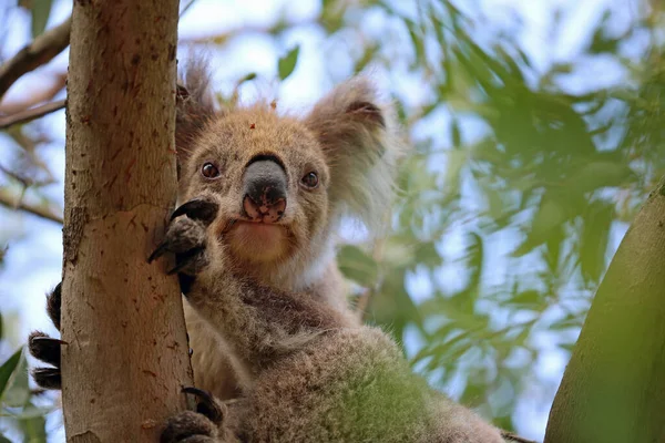 Cute Koala Kennett River Victoria Australië — Stockfoto