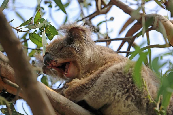 Gähnender Koala Kennett River Victoria Australien — Stockfoto